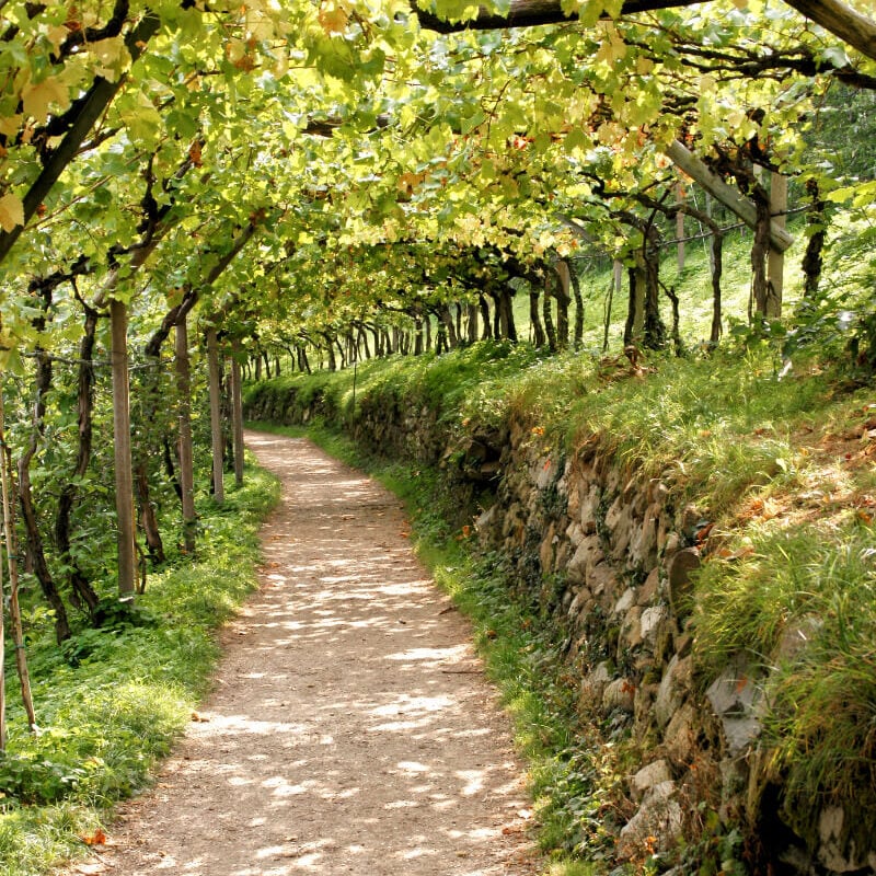 Private South Tyrol Cooking Class, Winery & Distillery Experience 1 South Tyrol Vineyards