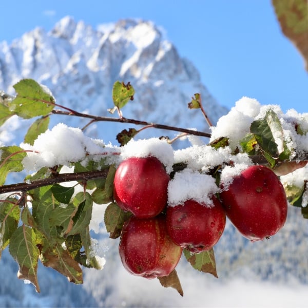 Sweet Summit: 8 Must-Try Desserts in South Tyrol & the Dolomites 2 Apples hanging from a snow-dusted branch in the Italian Dolomites.