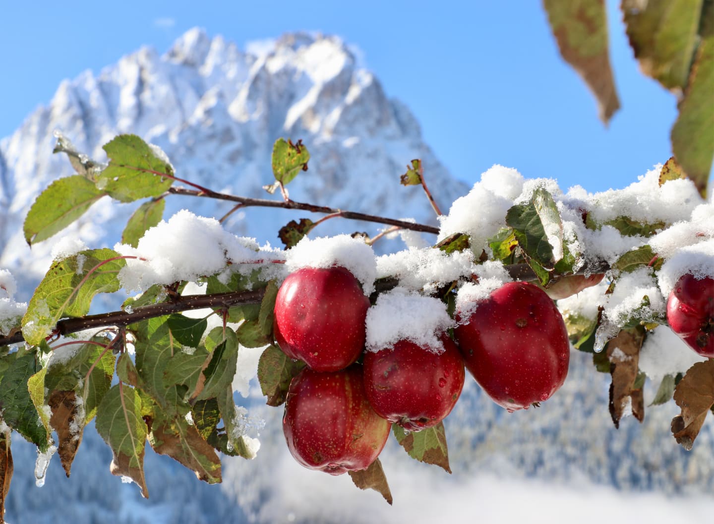 Südtiroler apfel