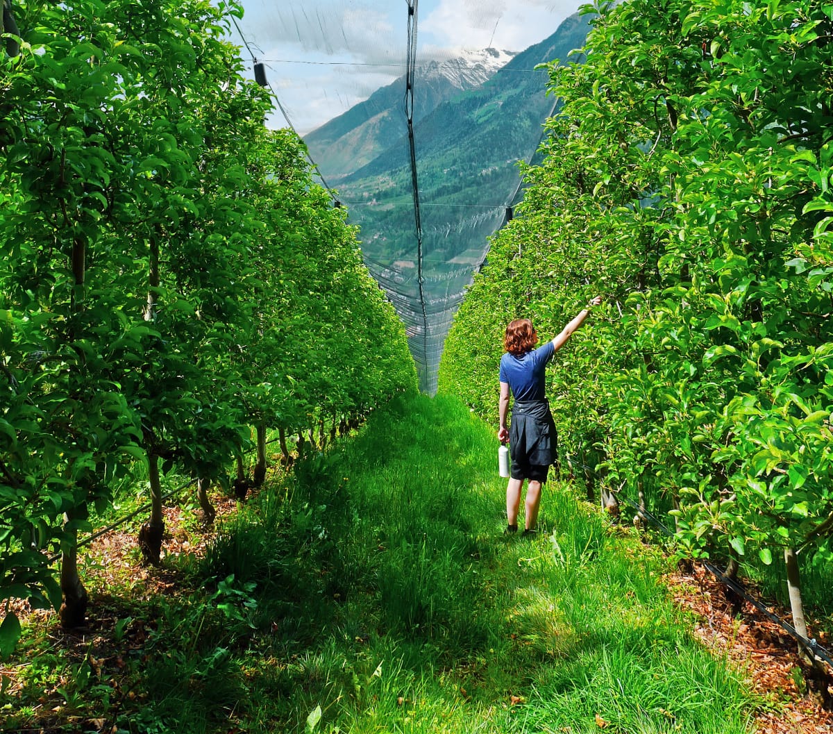 south tyrolean apple orchards mountains