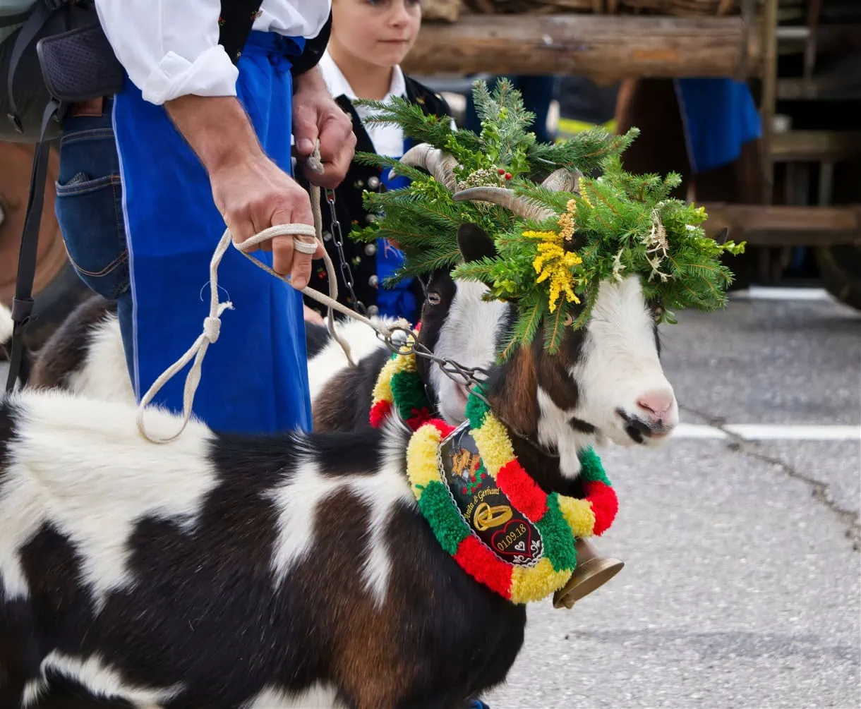almabtrieb goats