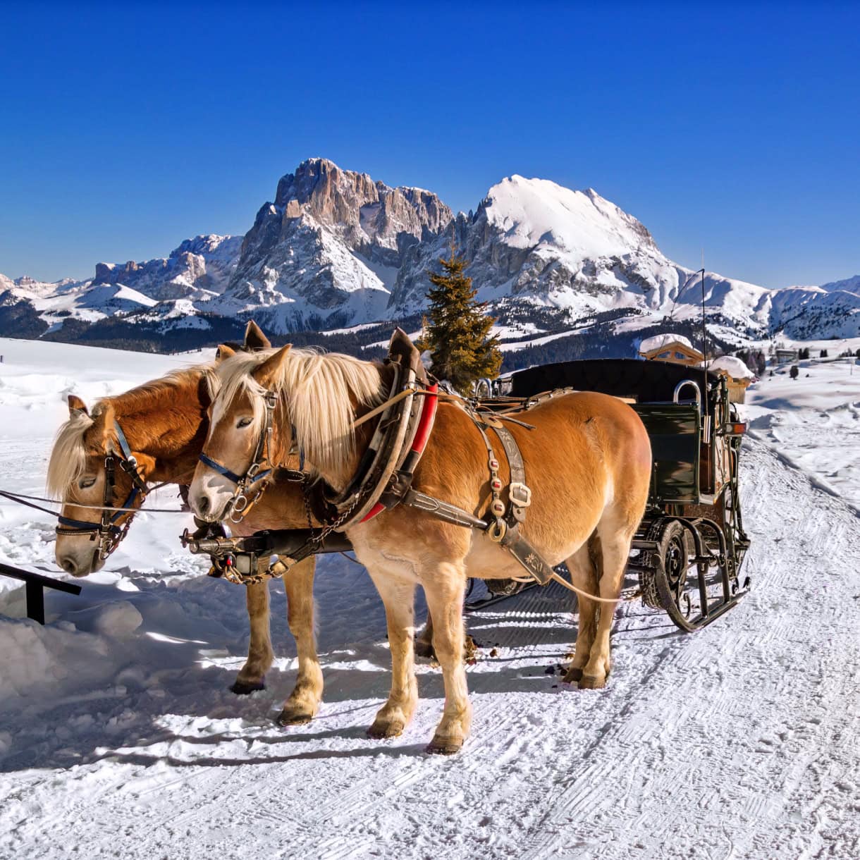 A horses carriage on Alpe di Siusi during a Dolomites winter.