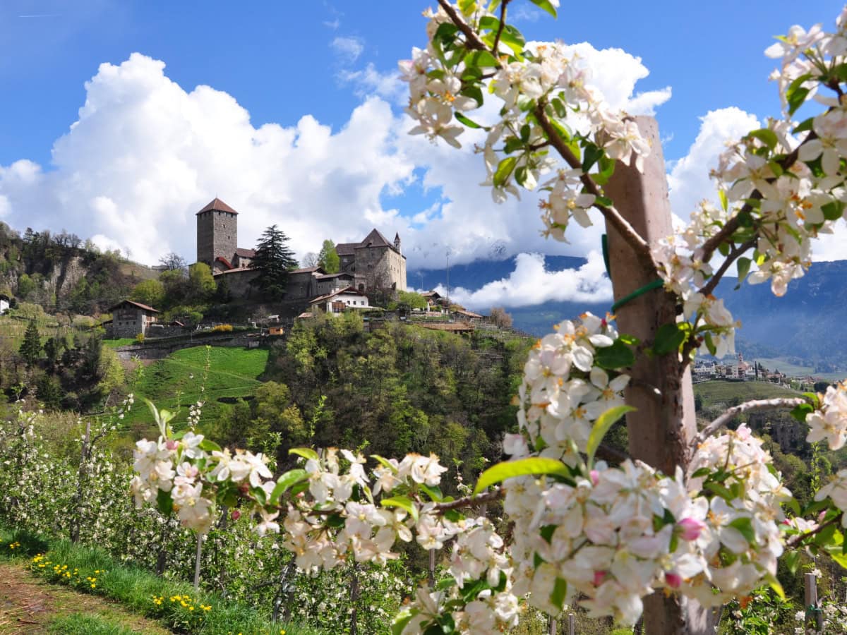 apple tree blossoms spring south tyrol