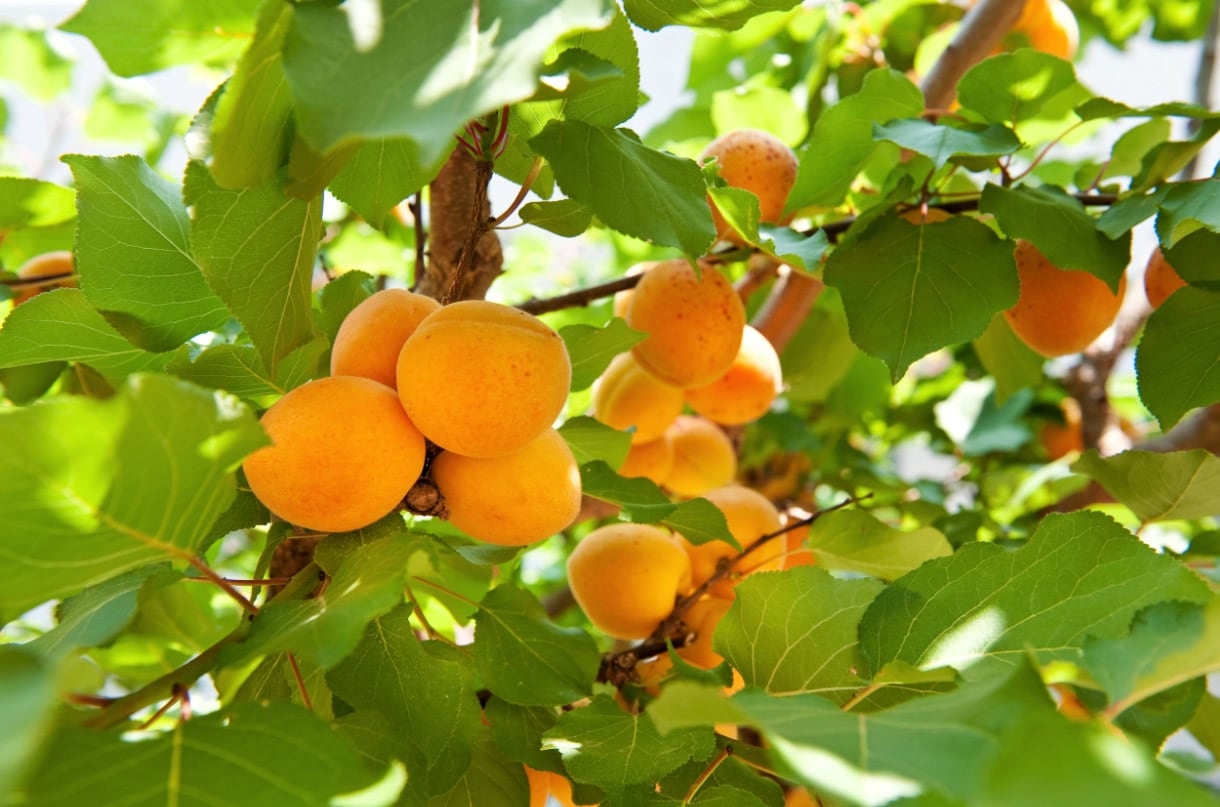 Sweet Summit: 8 Must-Try Desserts in South Tyrol & the Dolomites 7 An apricot orchard in South Tyrol.