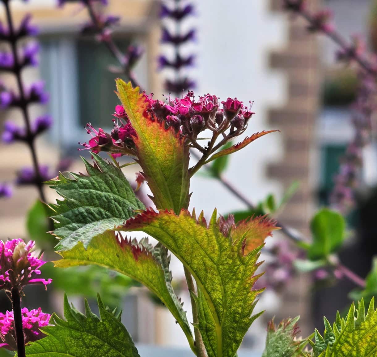 Aquila Dolomites Residence: Ortisei Below, the Dolomites Beyond, and You in Between 9 A close up of a beautiful plant on the terrace at the Aquila Dolomites Residence in Ortisei.