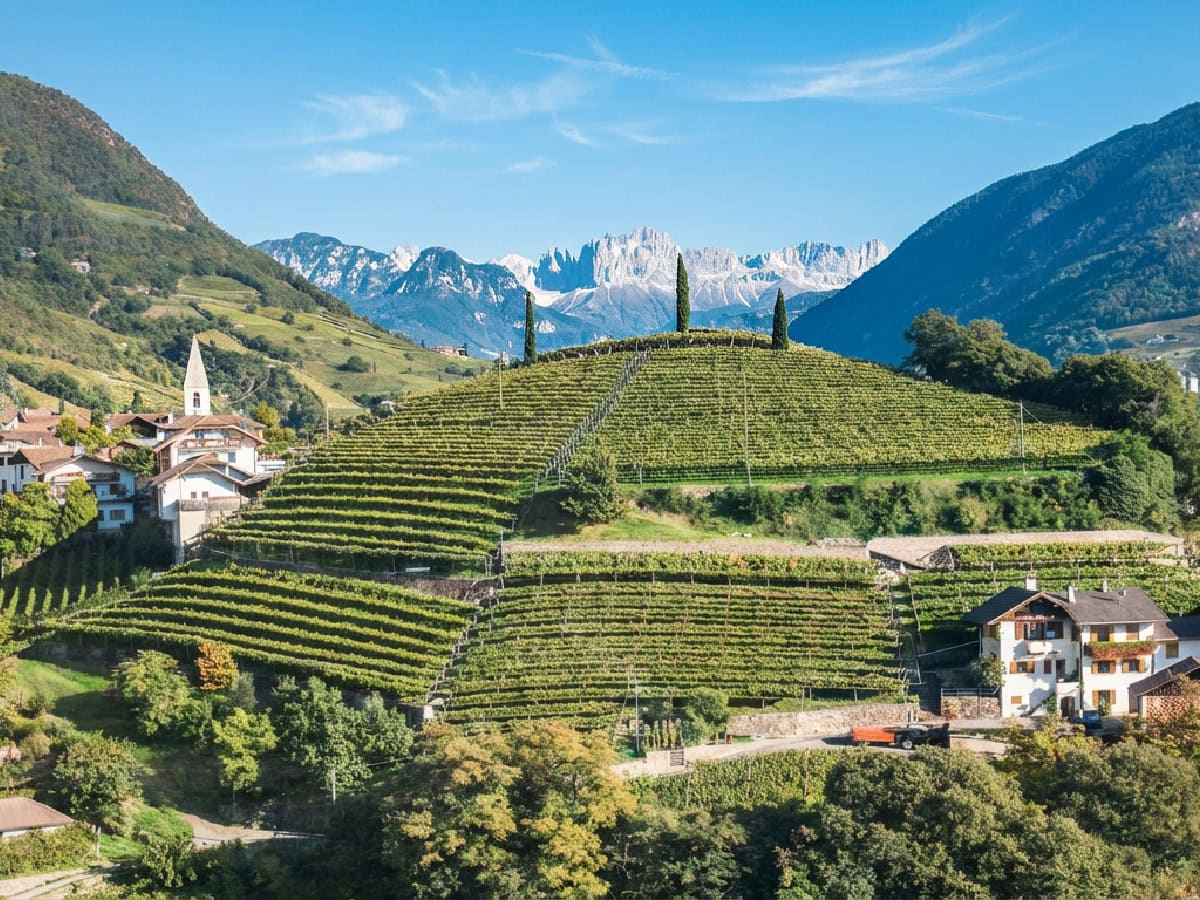 bolzano region vineyards