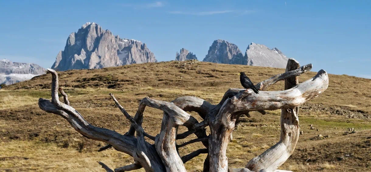 Wander Bullaccia: A Spellbinding Hike to the Hexenbänke in the Dolomites 20 bullaccia puflatsch black bird
