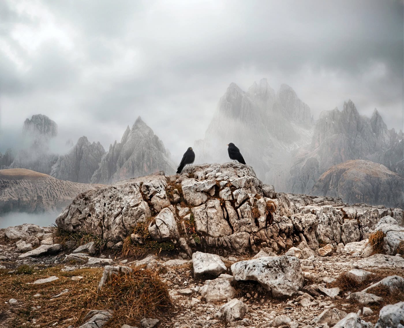 Two black birds (alping coughs) sitting on a boulder with the Cadini Group in the background.