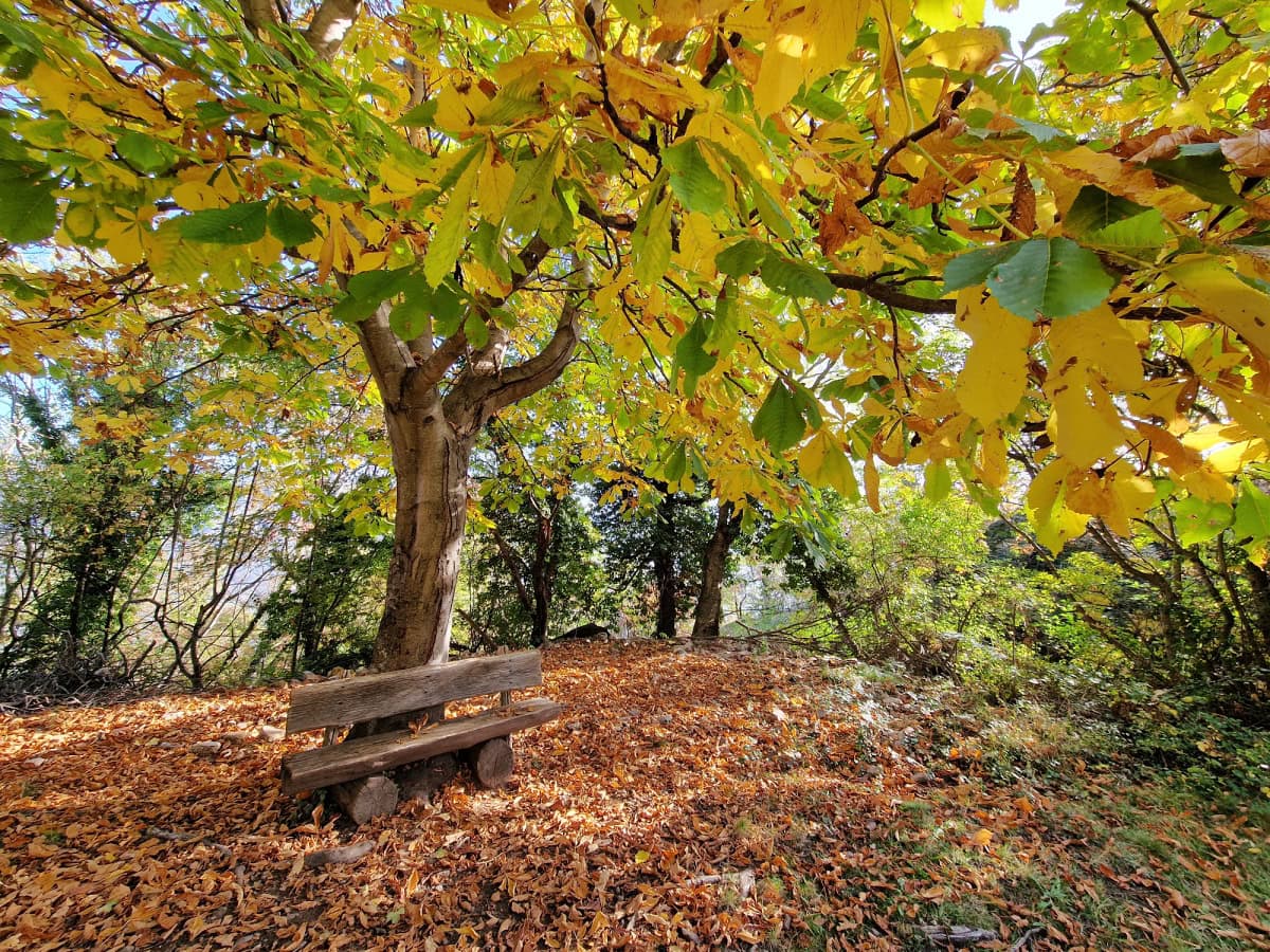chestnut tree eisacktal
