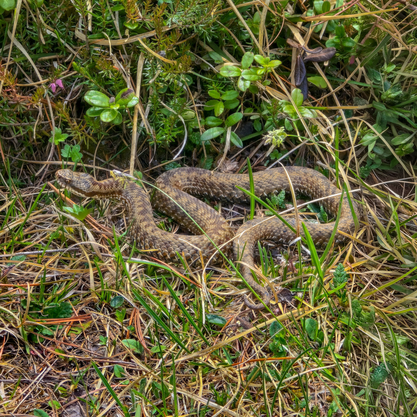 dolomites viper