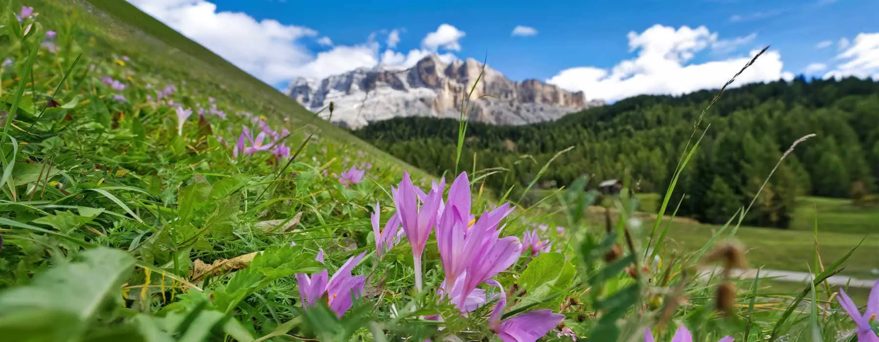 dolomites wildflowers close up