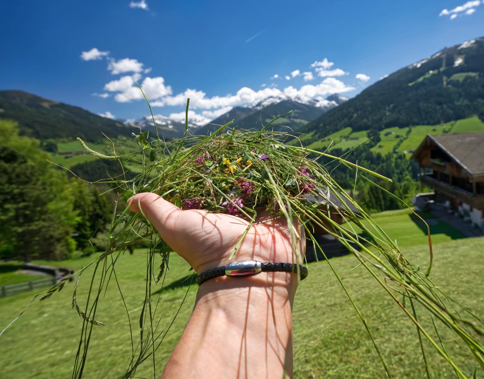 fresh cut mountain hay alpbach