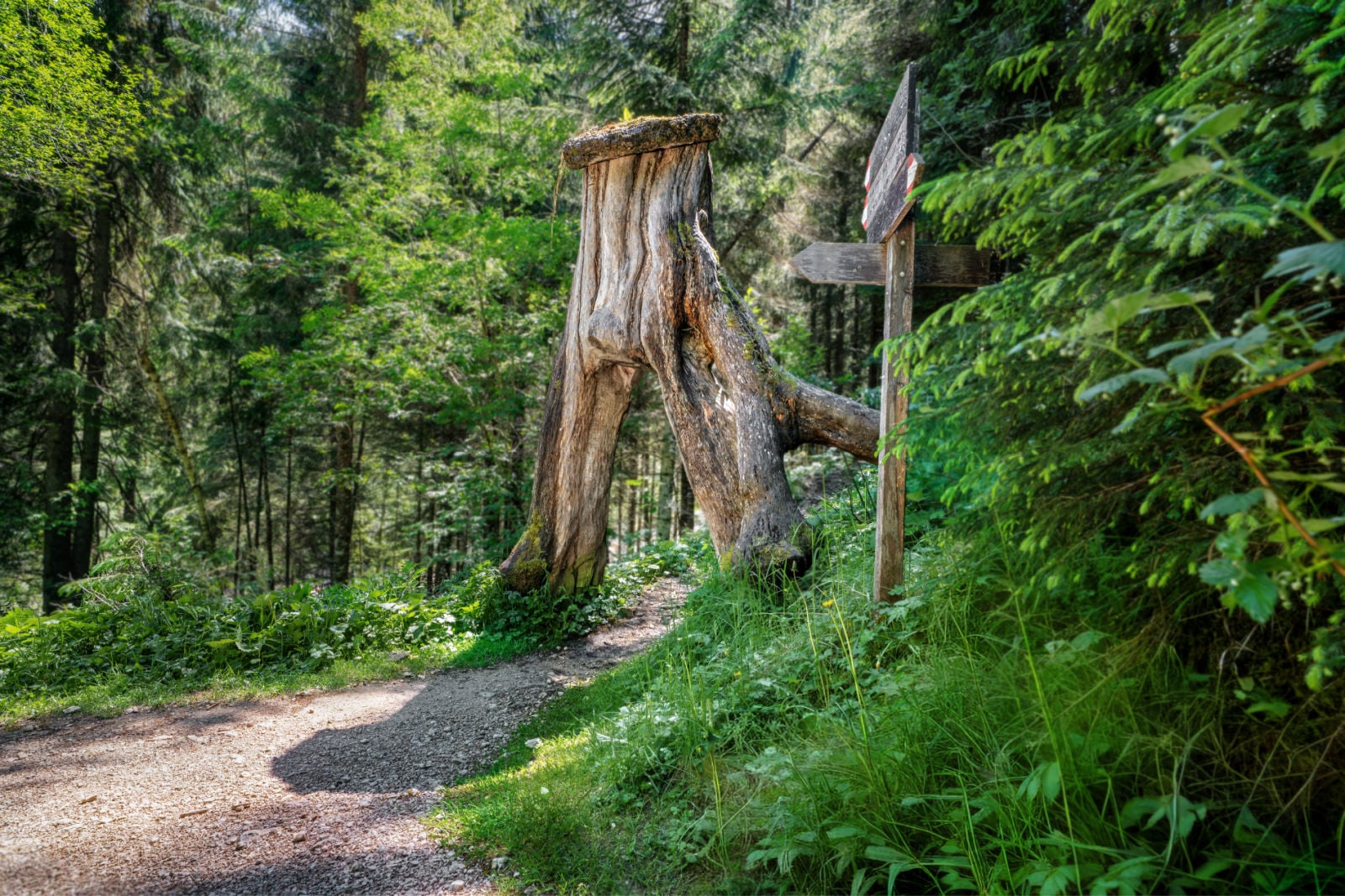 Hike the Geologensteig: 240 Million Years of Fire, Sea & Stone in the Dolomites 3 geologensteig trail hollow tree stump