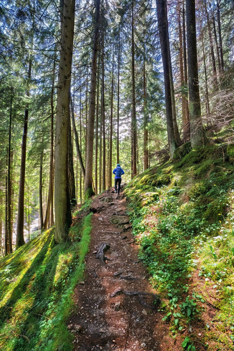Hike the Geologensteig: 240 Million Years of Fire, Sea & Stone in the Dolomites 4 geologist trail dolomites forest