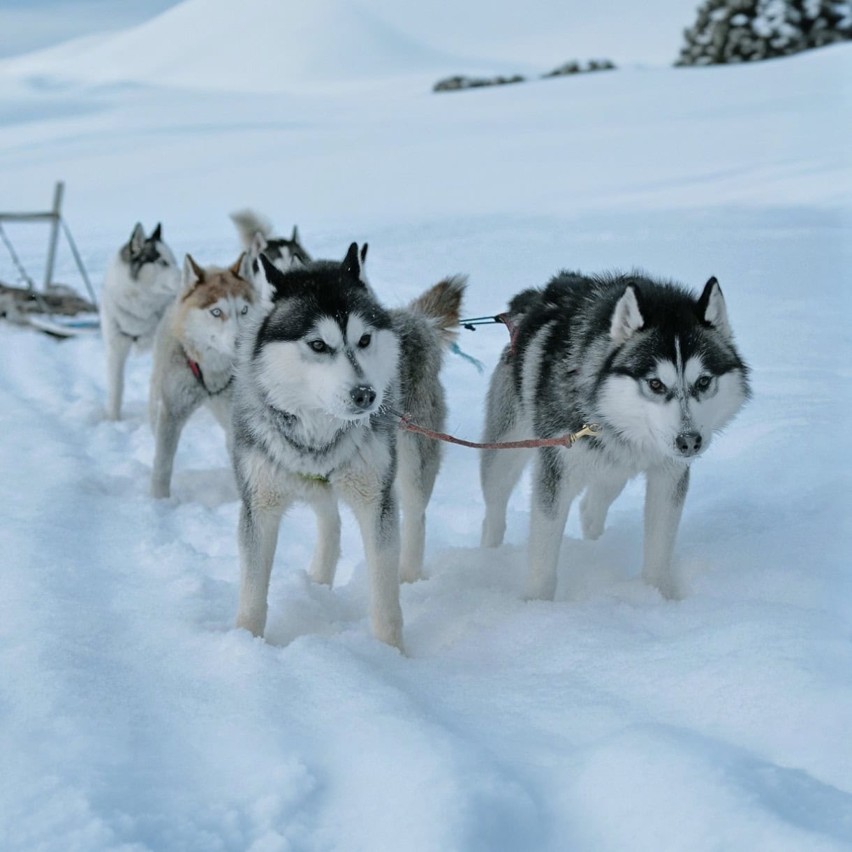 Siberian huskies getting ready to pull a dog sled.