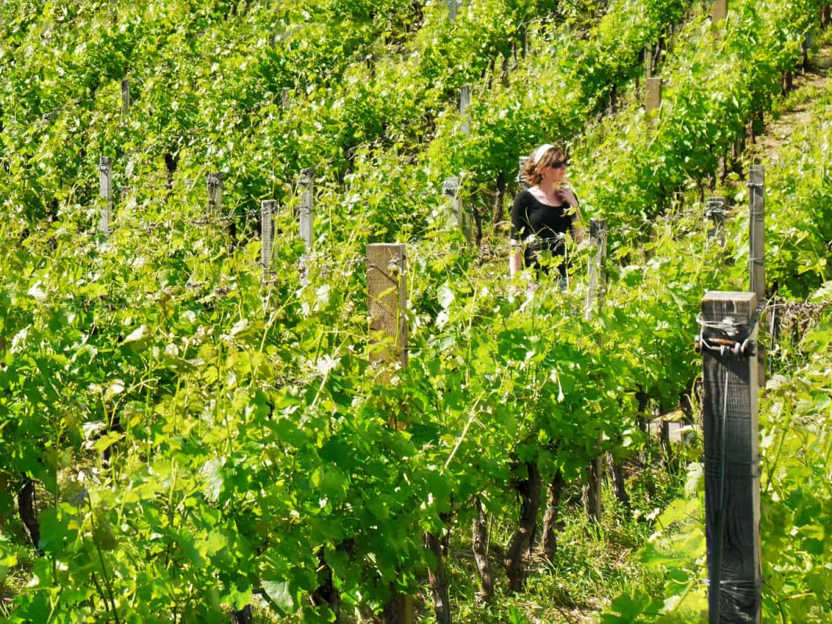 kate south tyrol wine road vineyard