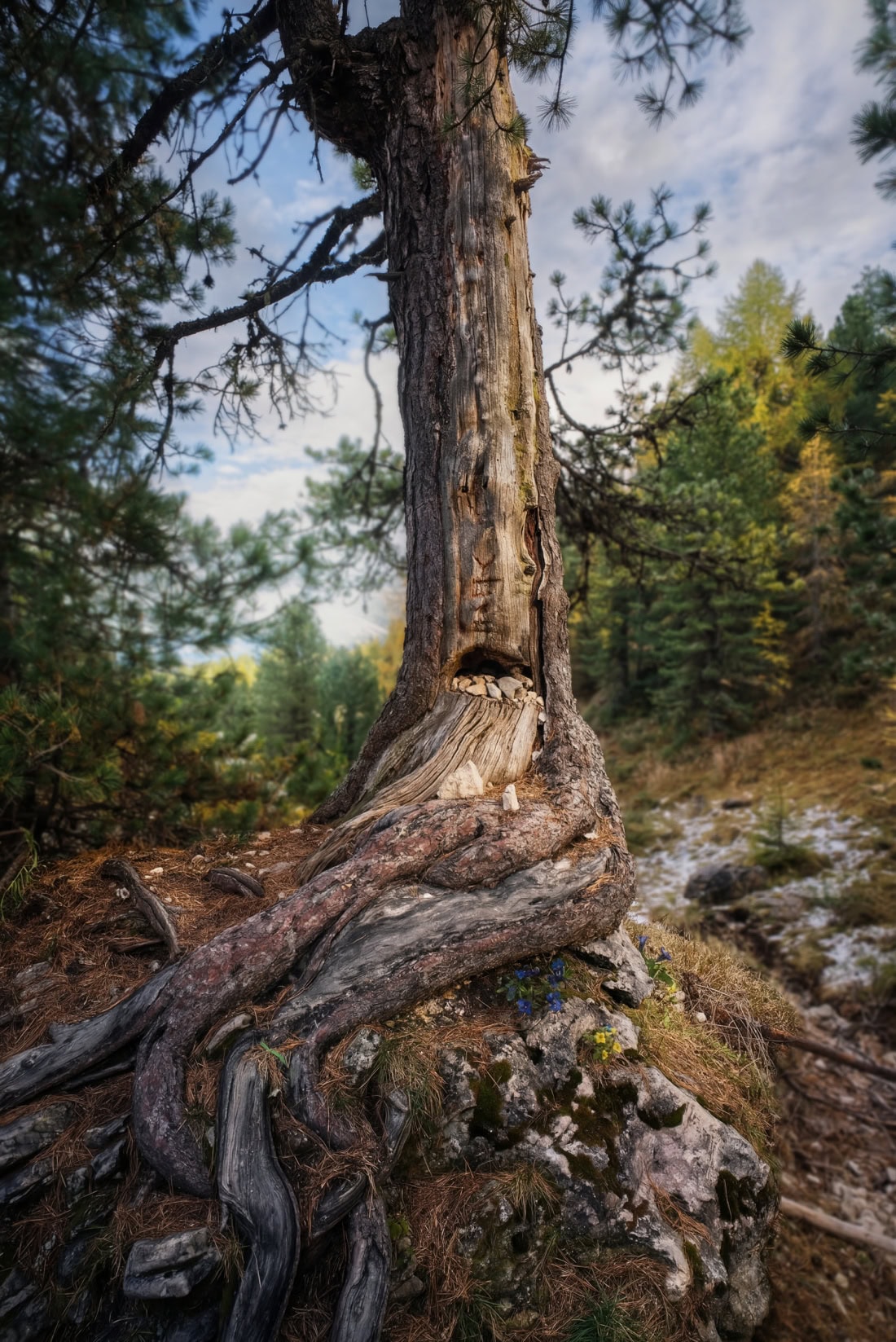 peitlerkofel hexenschlucht tree