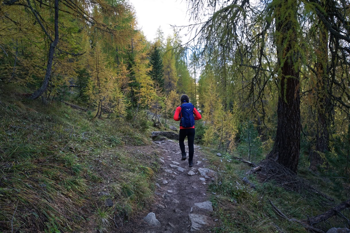 peitlerkofel larch forest kate