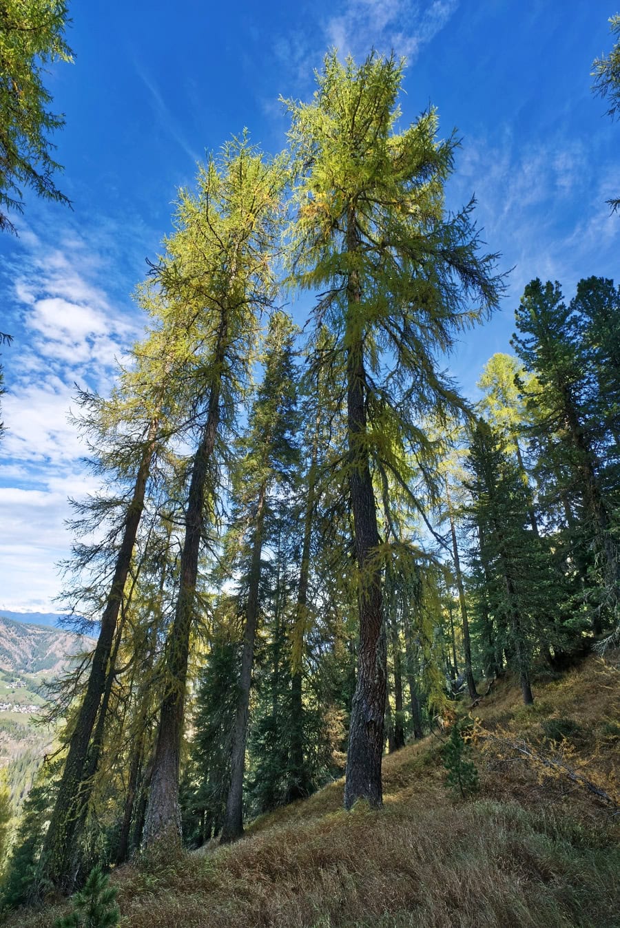 peitlerkofel larch forest