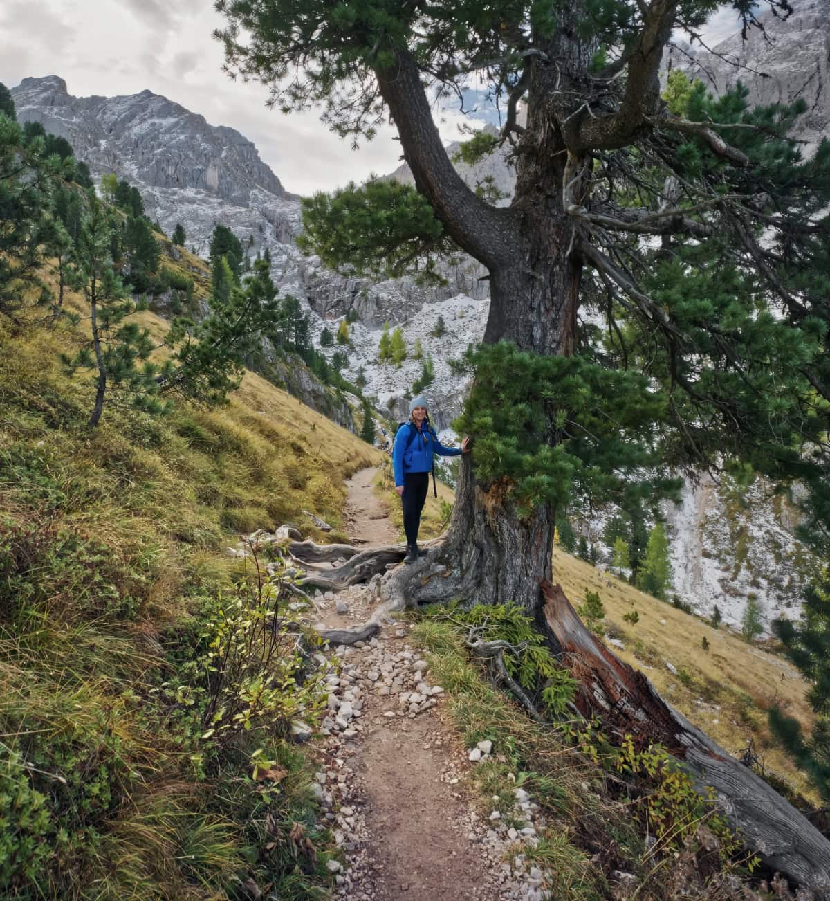 peitlerkofel spruce tree