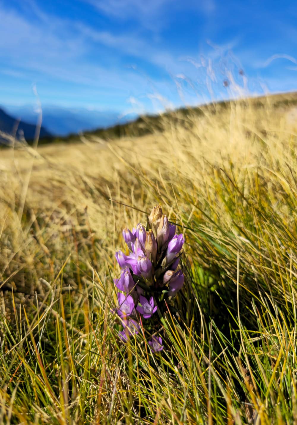 resciesa wild flower
