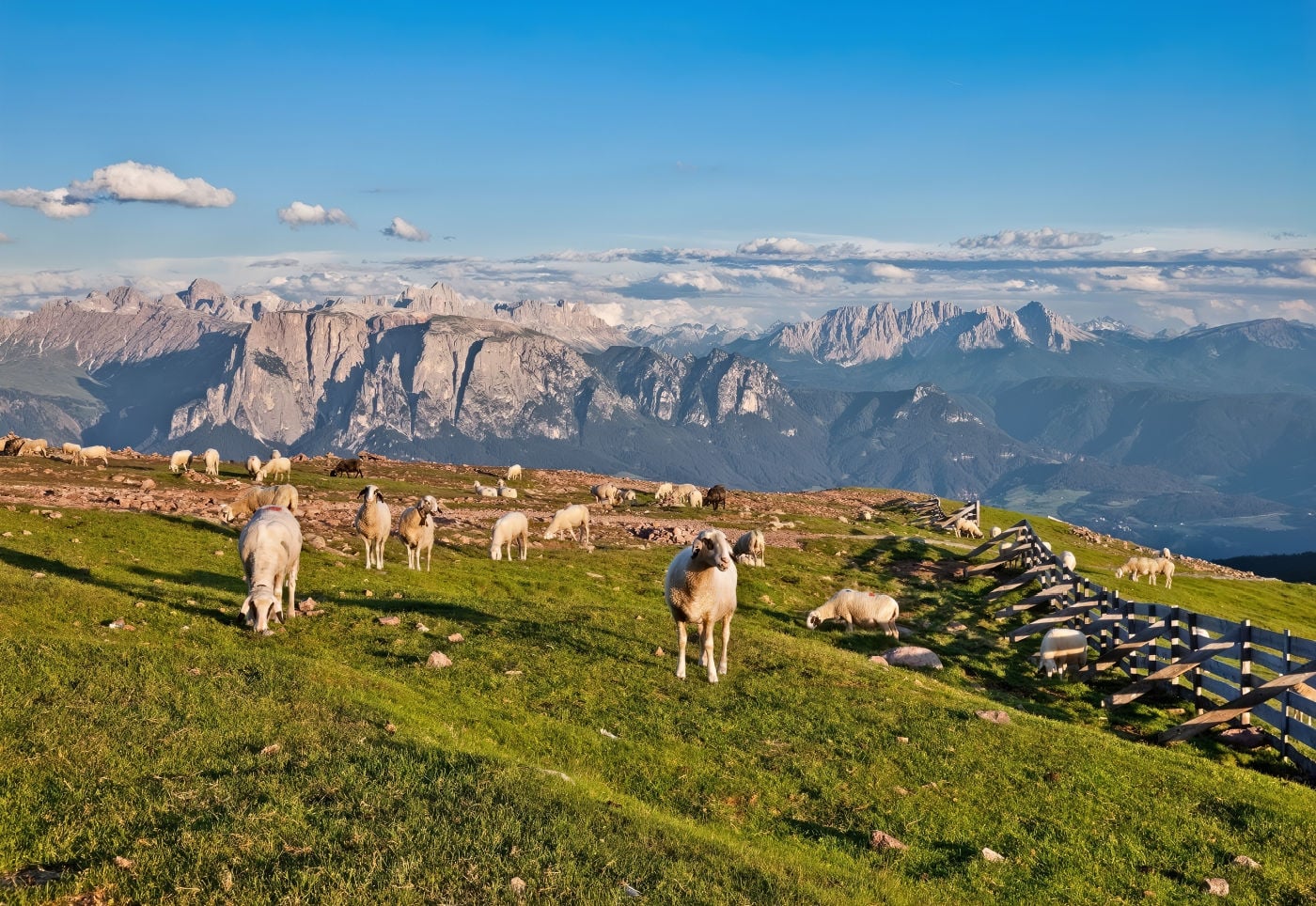 Earth Pyramids of Renon: How to Visit South Tyrol's Strangest Natural Wonder 7 Panoramic view of the Dolomites from the summit area of the Rittner Horn on the Renon plateau, with sheep grazing.