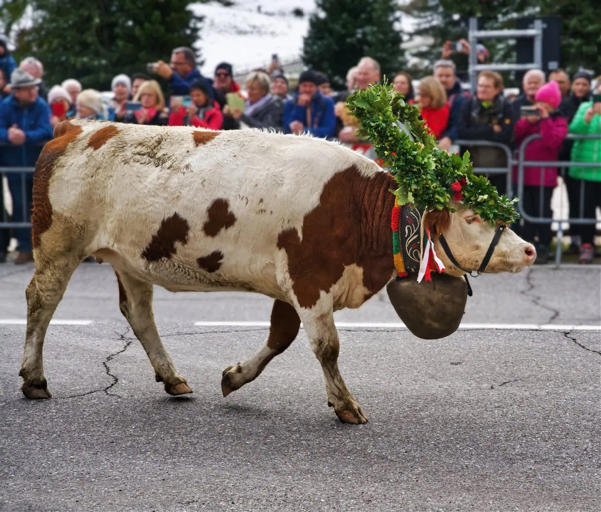 seiser alm almabtrieb cow