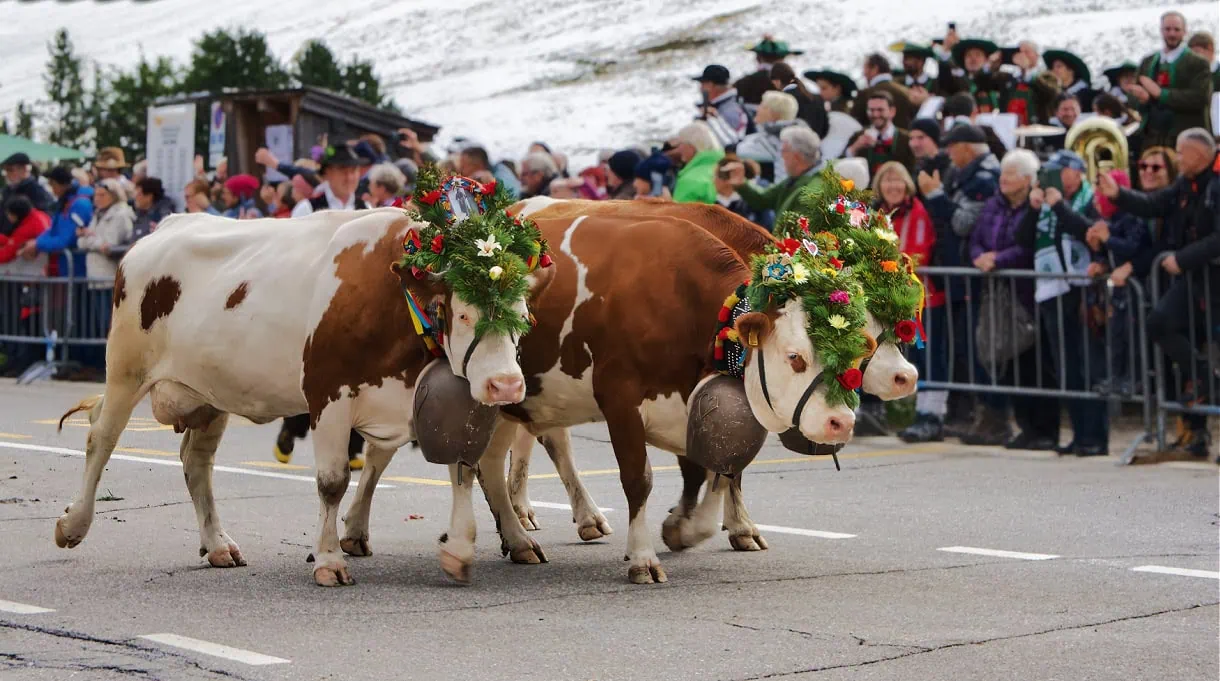 seiser alm almabtrieb cows procession