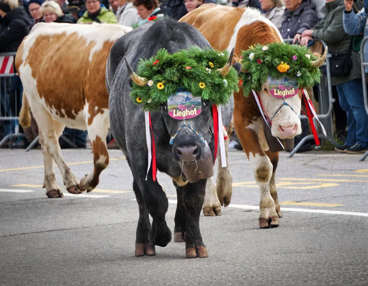 seiser alm almabtrieb cows