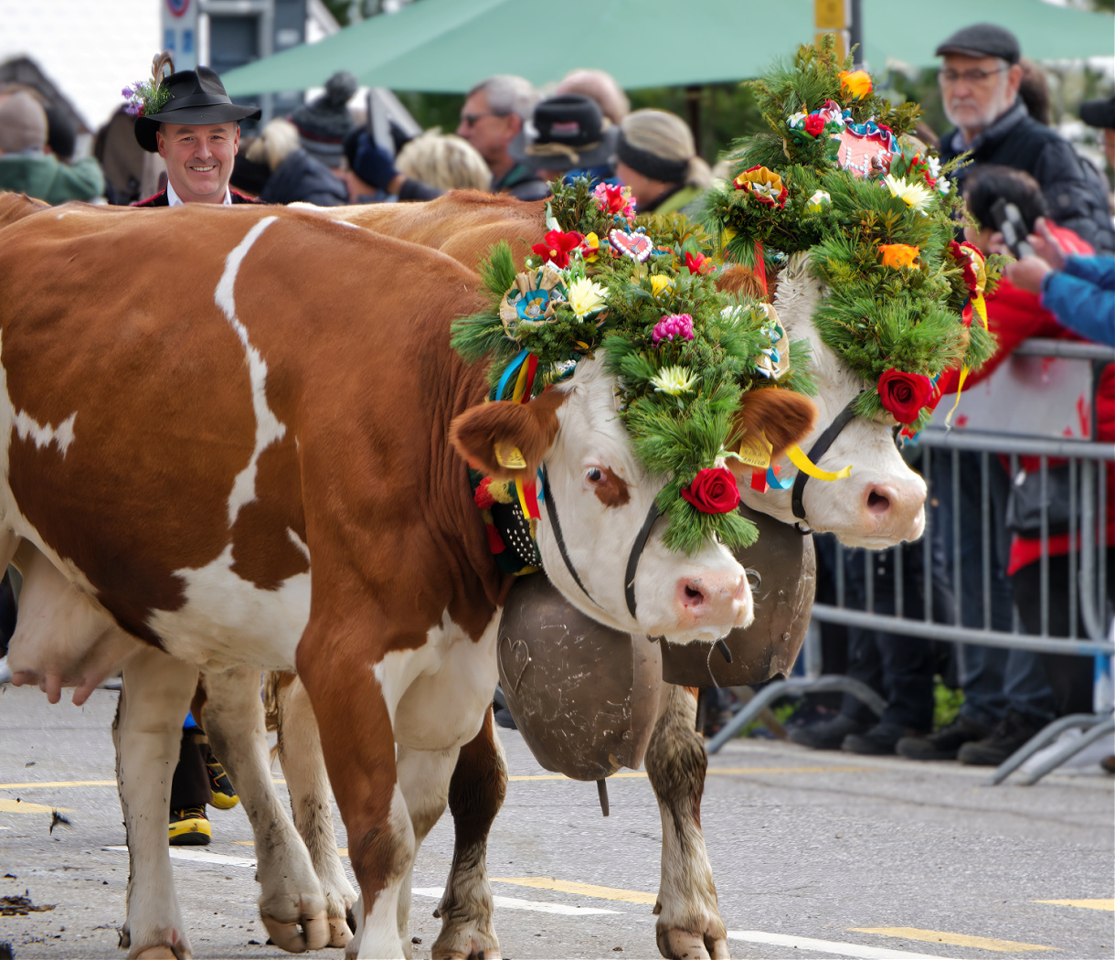 seiser alm almabtrieb decorated cows