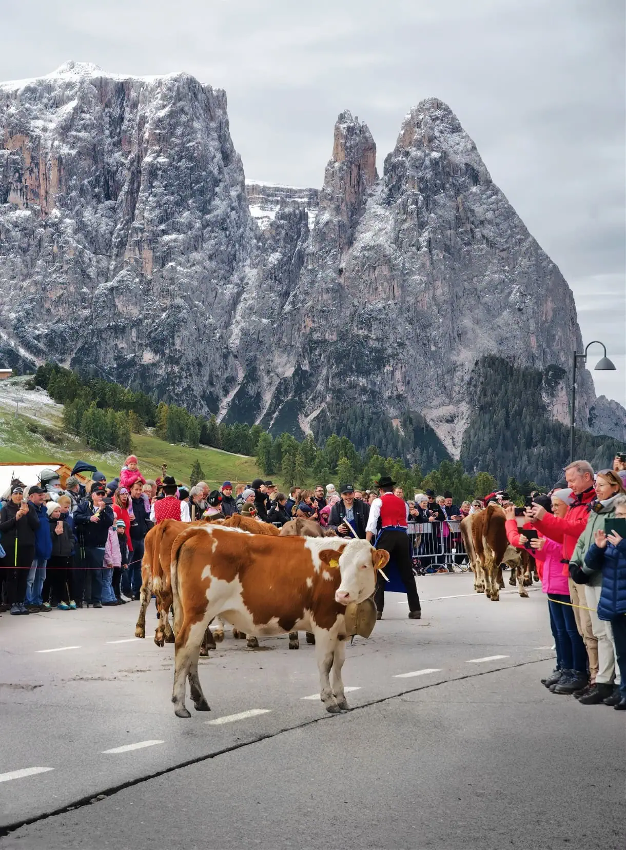seiser alm almabtrieb schlern 1