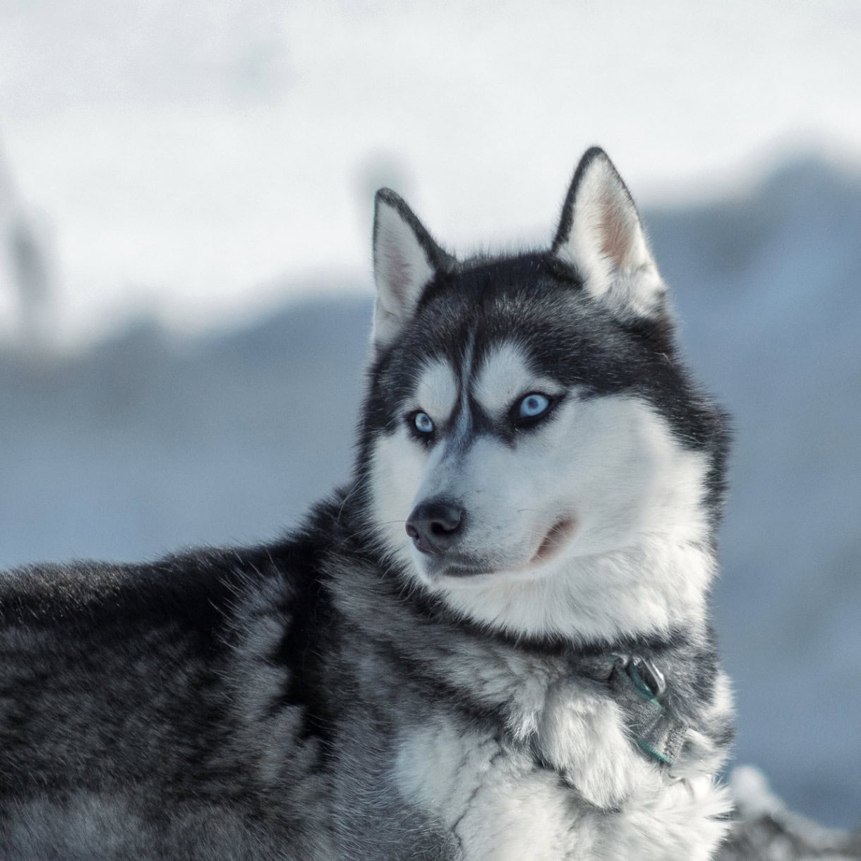 A gorgeous Siberian husky sitting in the snow. 
