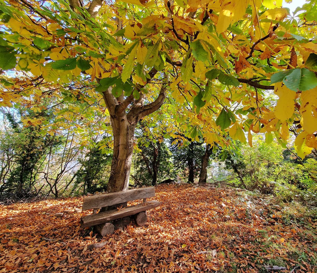 Sweet Summit: 8 Must-Try Desserts in South Tyrol & the Dolomites 20 A Chestnut Tree in South Tyrol.