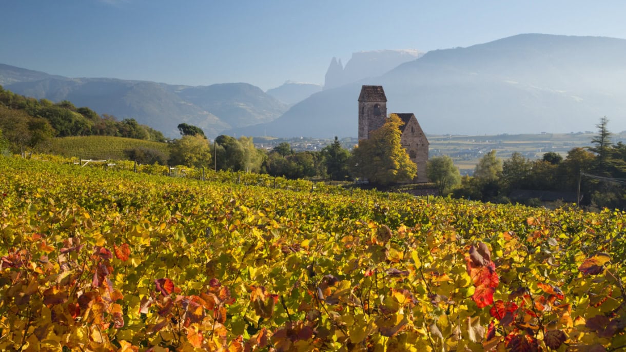 south tyrol wine road region vineyard
