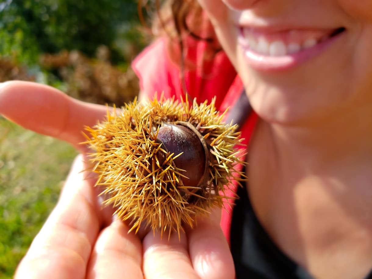 Sweet Summit: 8 Must-Try Desserts in South Tyrol & the Dolomites 21 A woman holding a fallen chestnut in South Tyrol.