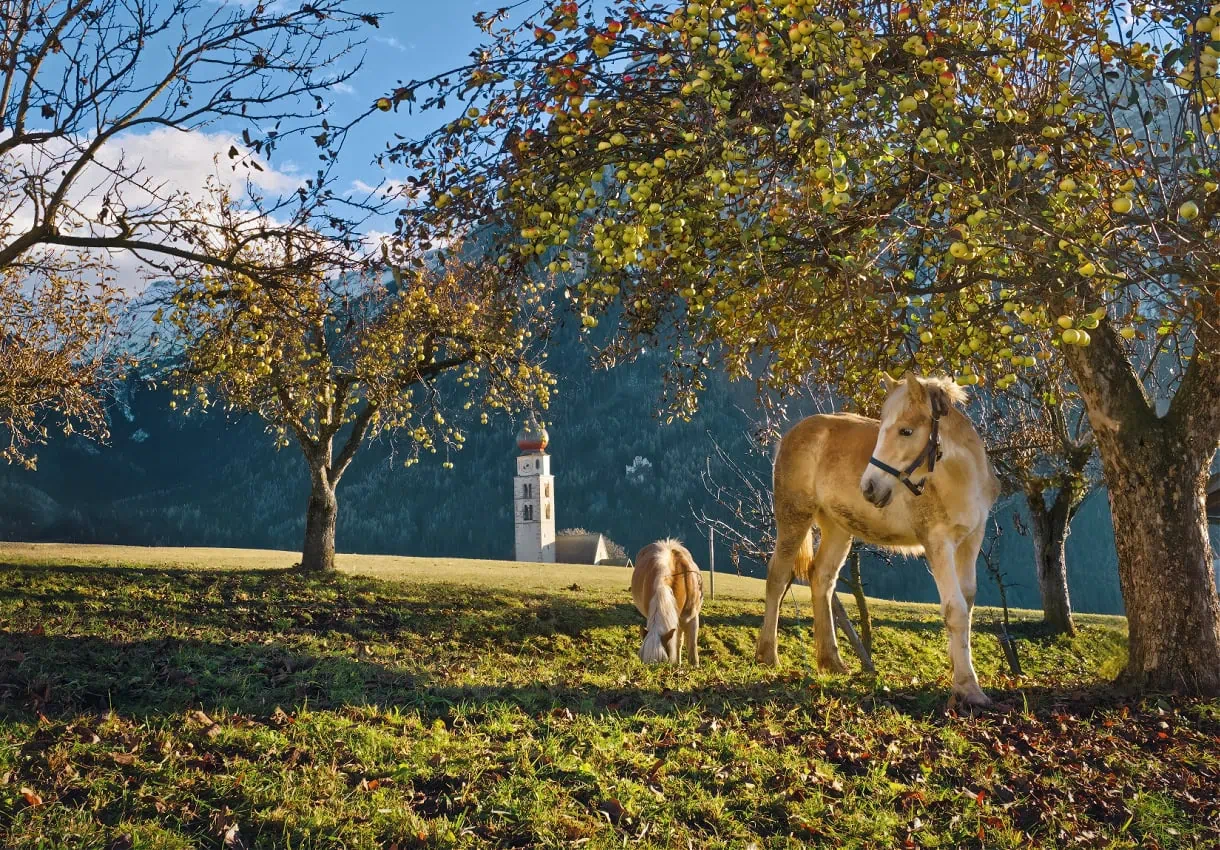 st valentin church haflinger horse