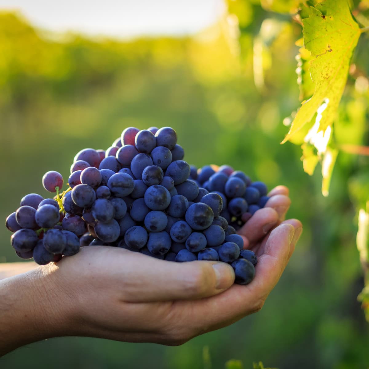 Private South Tyrol Cooking Class, Winery & Distillery Experience 2 throne and vine south tyrol winery vineyard tours