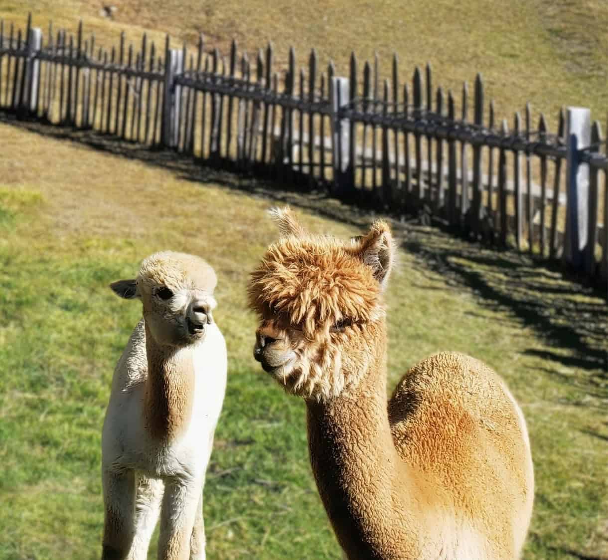 Hiking Seceda: Your 2026 Guide to the Dolomites' Most Iconic Peaks 21 troier hutte alpacas
