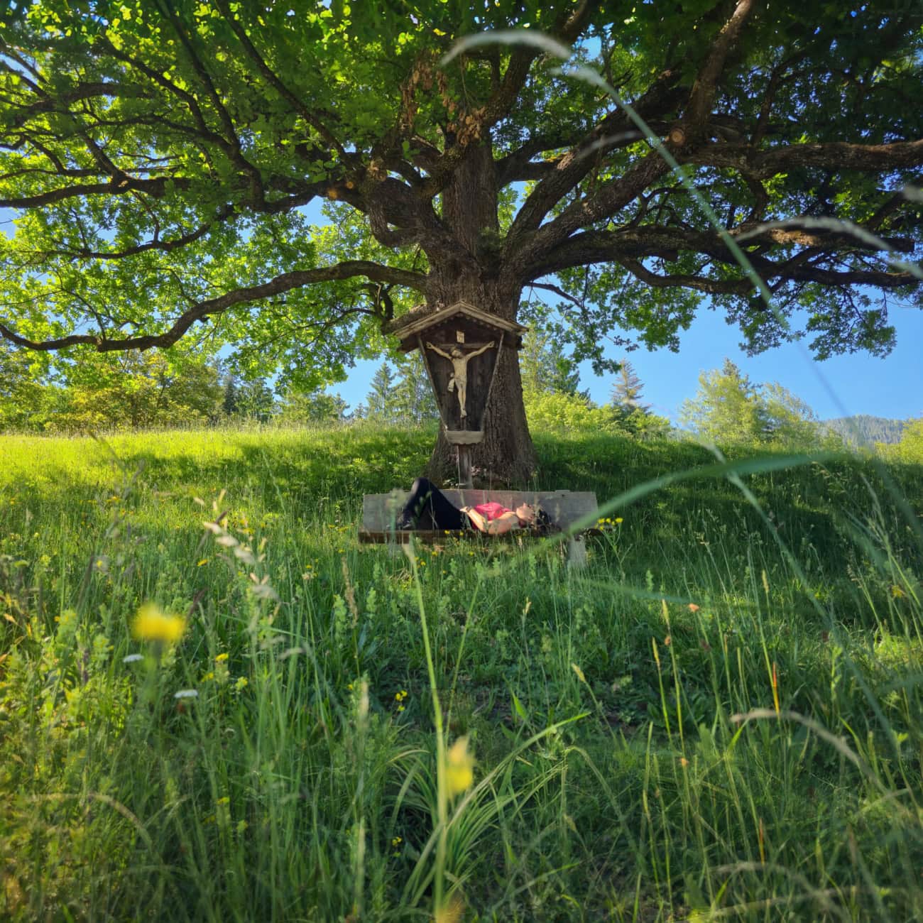 tyrolean farmhouse museum wayside shrine oak tree