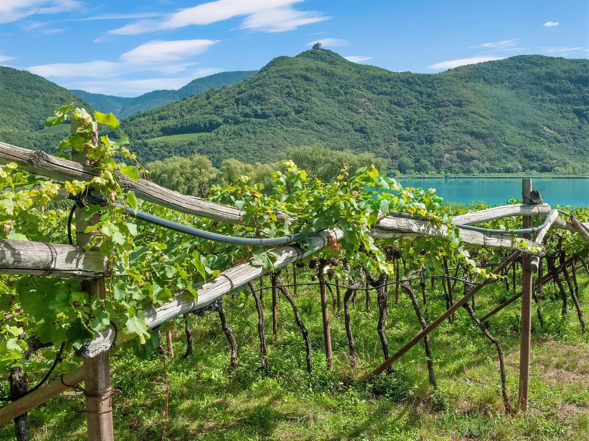 vineyards lago di caldaro south tryol wine road