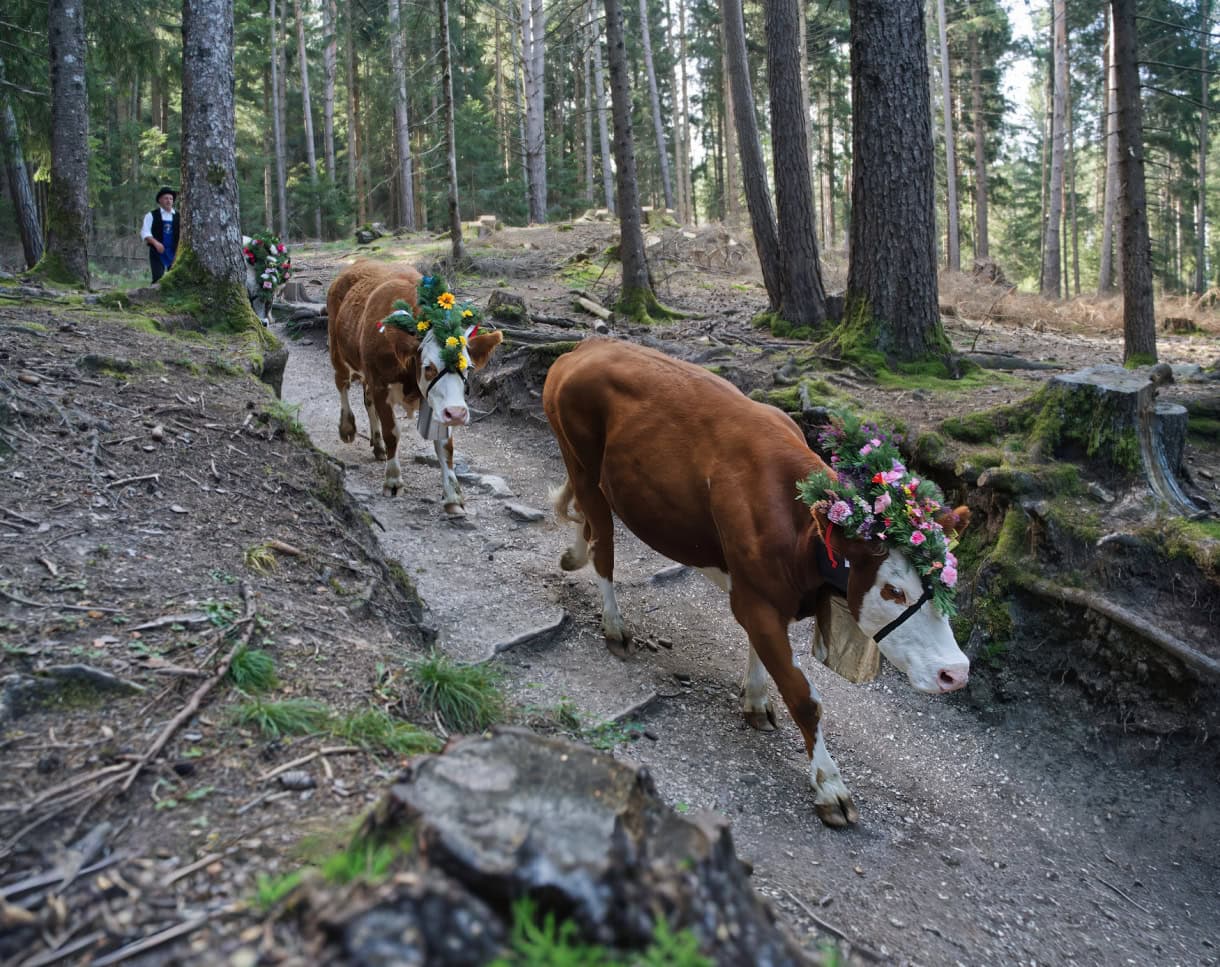 vols am schlern almabtrieb cows forest