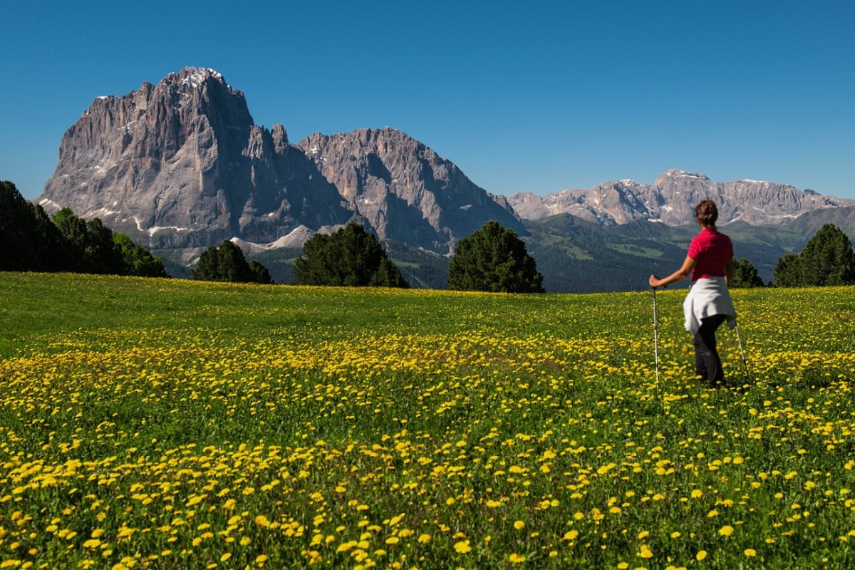 A female hiker visiting Alpe di Siusi in spring amid wildflowers in bloom.