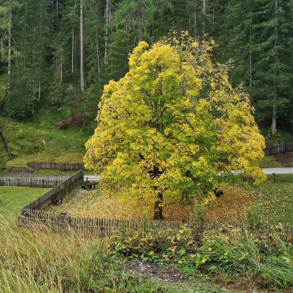 Discover Wildbad Innichen: Ghostly Ruins Deep in the Dolomites 9 wildbad innichen bagni san candido tree